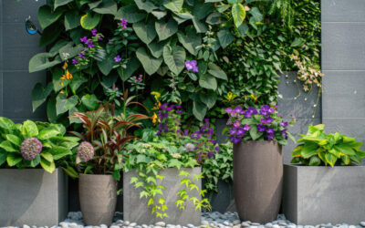 Plantas de exterior que necesitan poca agua